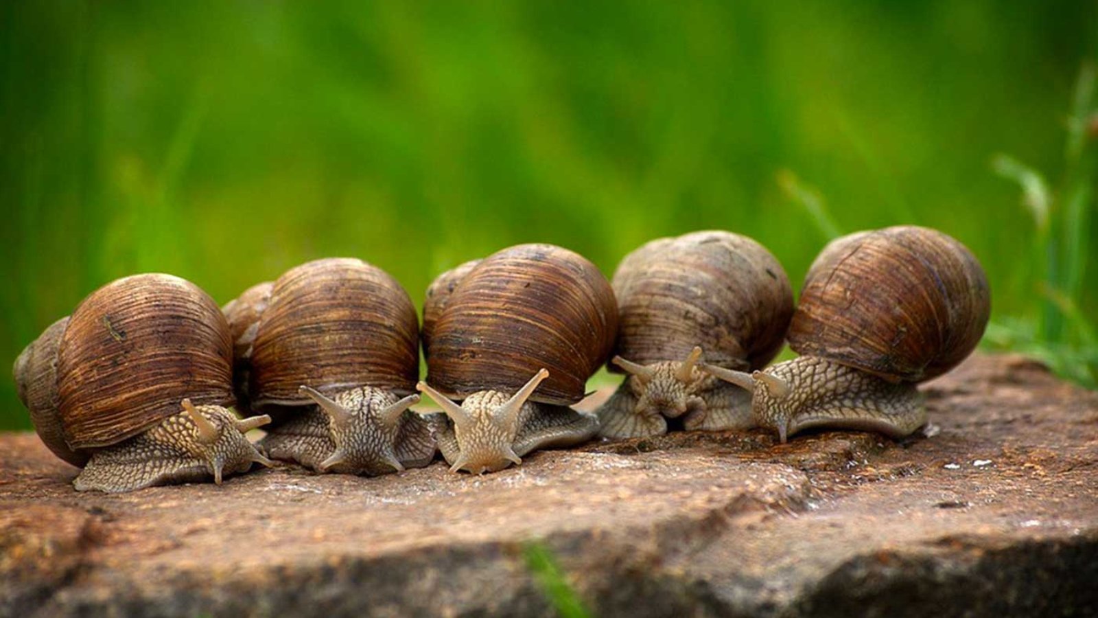 snails_1920